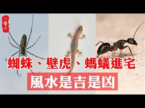 蜘蛛跑進家裡|小蜘蛛現身客廳，專家解析：吉兆還是凶兆？